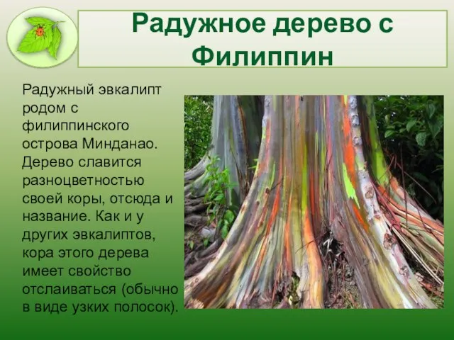 Радужное дерево с Филиппин Радужный эвкалипт родом с филиппинского острова Минданао. Дерево