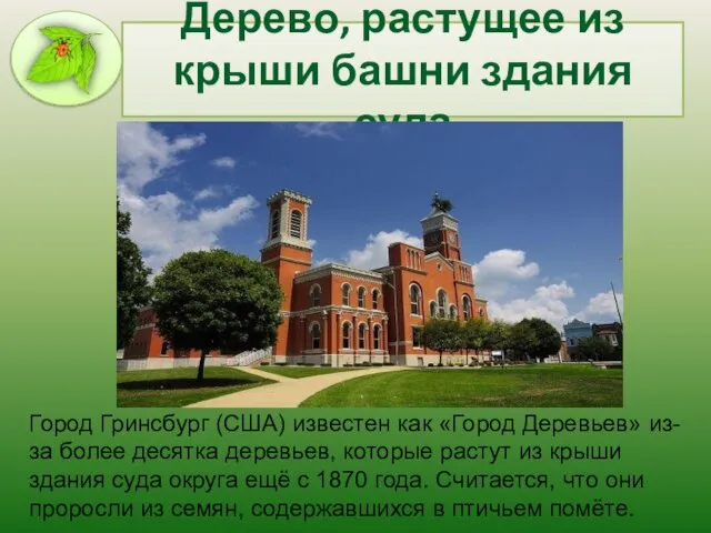 Дерево, растущее из крыши башни здания суда Город Гринсбург (США) известен как