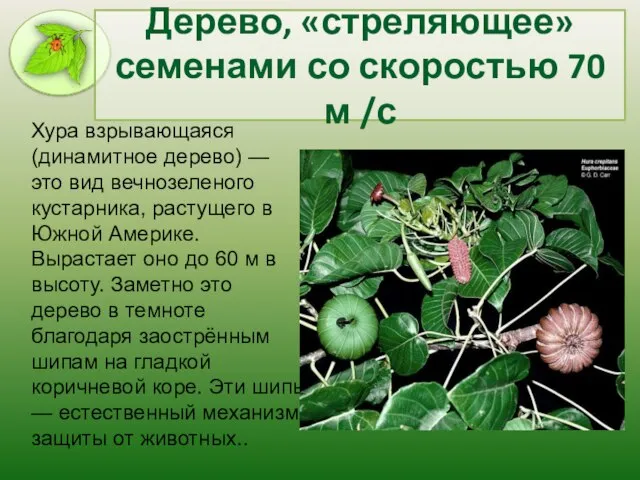 Дерево, «стреляющее» семенами со скоростью 70 м /с Хура взрывающаяся (динамитное дерево)