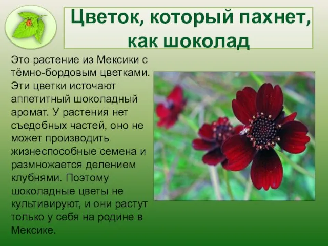 Цветок, который пахнет, как шоколад Это растение из Мексики с тёмно-бордовым цветками.