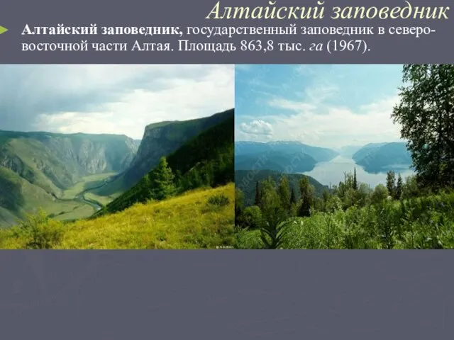 Алтайский заповедник Алтайский заповедник, государственный заповедник в северо-восточной части Алтая. Площадь 863,8 тыс. га (1967).