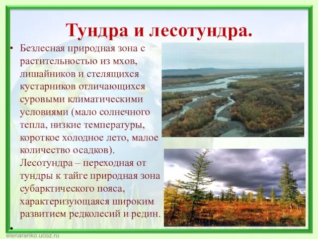 Тундра и лесотундра. Безлесная природная зона с растительностью из мхов, лишайников и