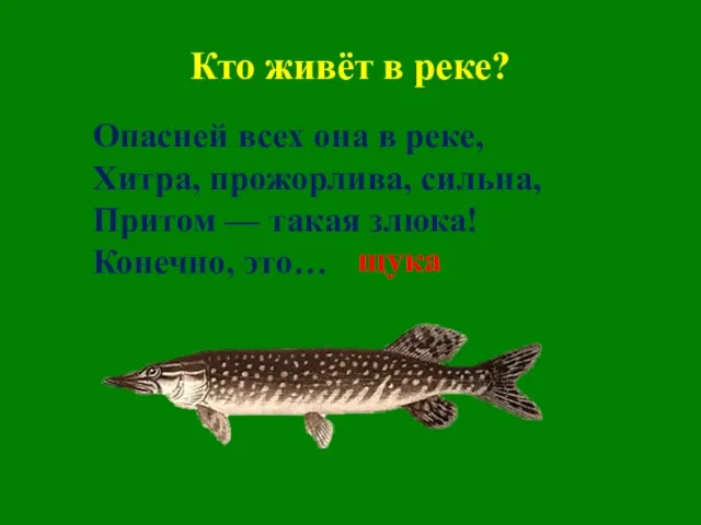 Кто живёт в реке? Опасней всех она в реке, Хитра, прожорлива, сильна,