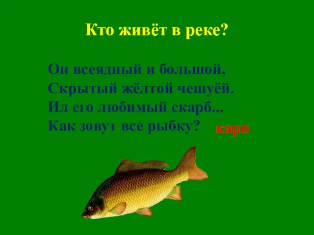 Кто живёт в реке? Он всеядный и большой, Скрытый жёлтой чешуёй. Ил