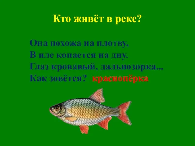 Кто живёт в реке? Она похожа на плотву, В иле копается на