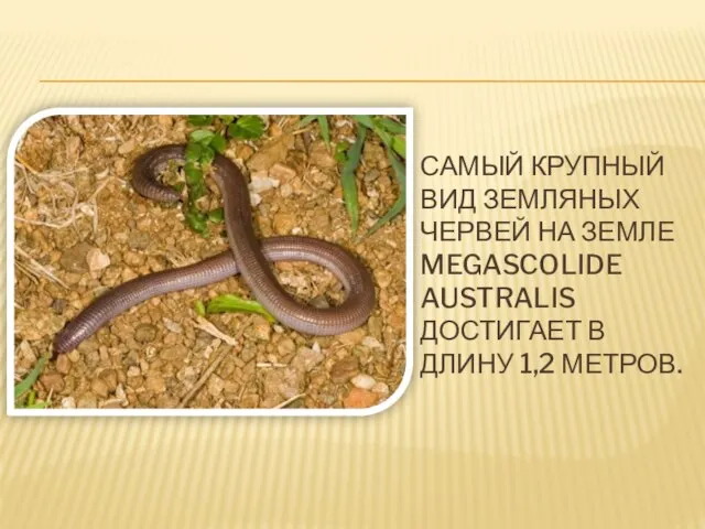 Самый крупный вид земляных червей на земле Megascolide australis достигает в длину 1,2 метров.