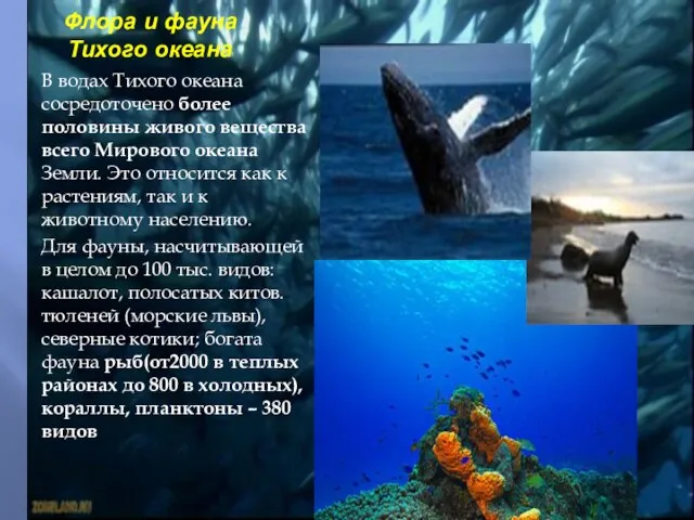 Флора и фауна Тихого океана В водах Тихого океана сосредоточено более половины