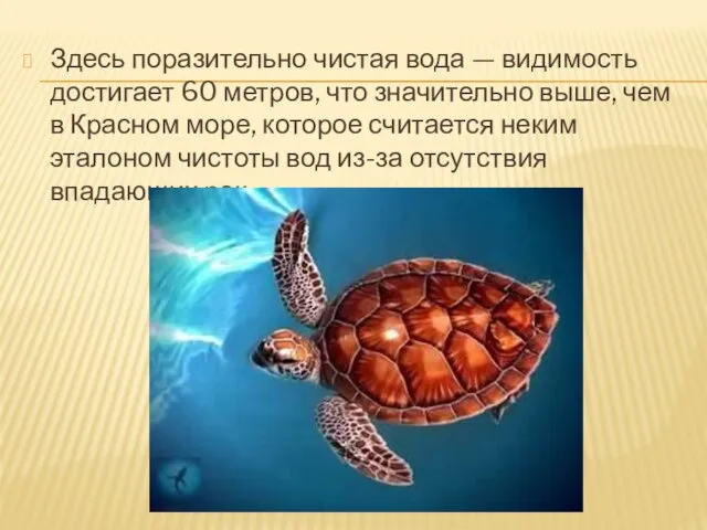 Здесь поразительно чистая вода — видимость достигает 60 метров, что значительно выше,