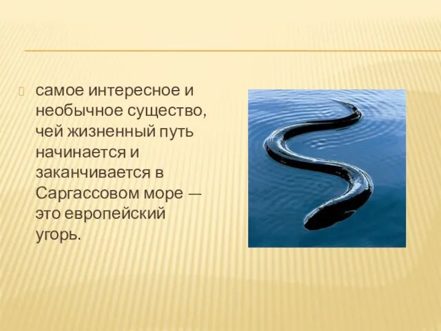 самое интересное и необычное существо, чей жизненный путь начинается и заканчивается в