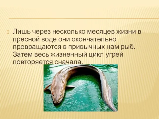 Лишь через несколько месяцев жизни в пресной воде они окончательно превращаются в