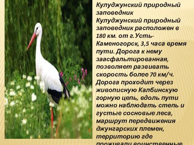 Кулуджунский природный заповедник Кулуджунский природный заповедник расположен в 180 км. от г.Усть-Каменогорск,