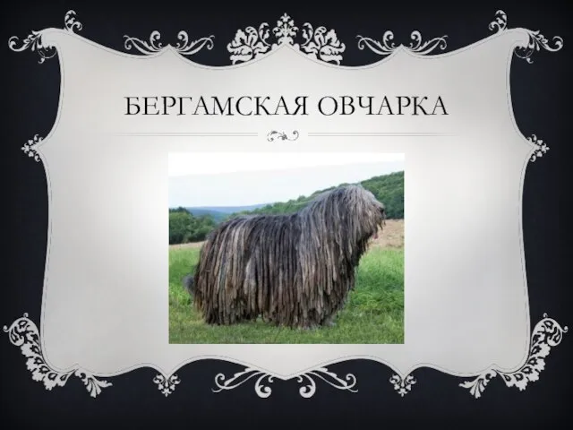 Бергамская овчарка