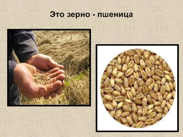 Это зерно - пшеница