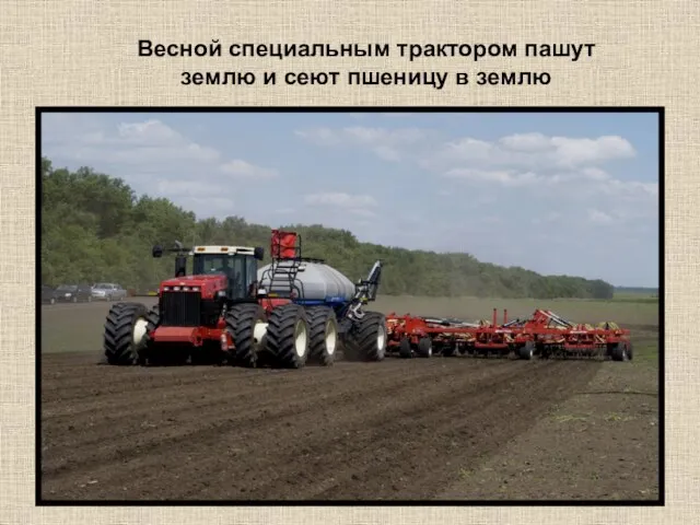 Весной специальным трактором пашут землю и сеют пшеницу в землю