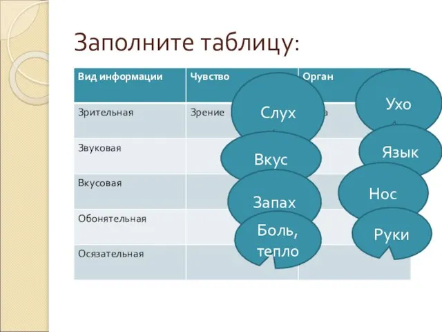 Заполните таблицу: Слух Ухо Вкус Язык Запах Нос Боль, тепло Руки