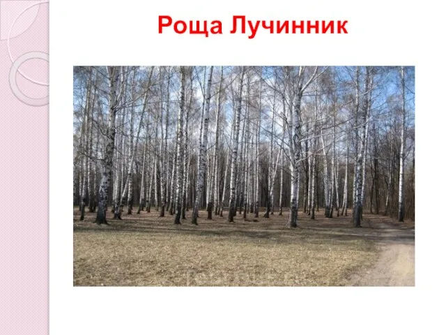 Роща Лучинник