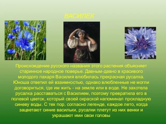 Происхождение русского названия этого растения объясняет старинное народное поверье. Давным-давно в красивого