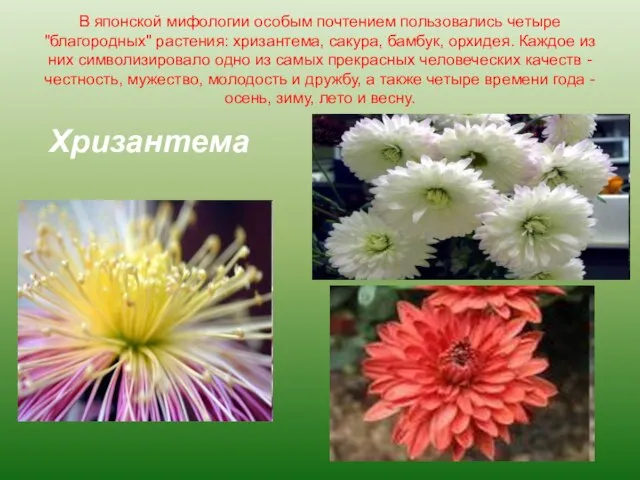 В японской мифологии особым почтением пользовались четыре "благородных" растения: хризантема, сакура, бамбук,