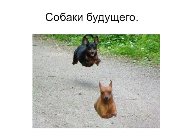 Собаки будущего.