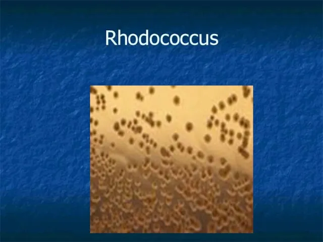 Rhodococcus