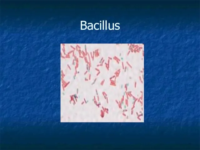 Bacillus