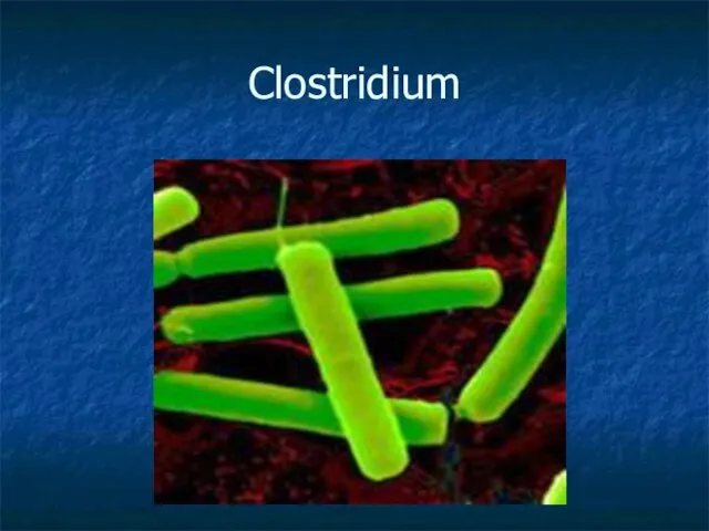 Clostridium