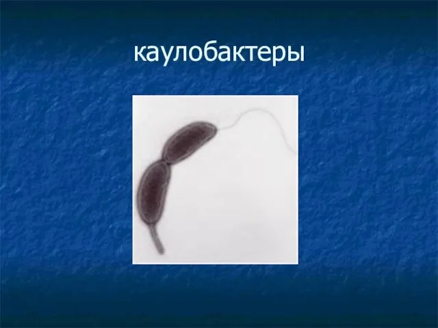 каулобактеры