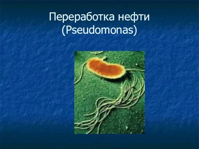 Переработка нефти (Pseudomonas)