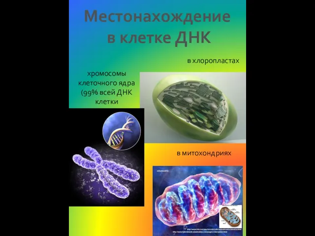Местонахождение в клетке ДНК хромосомы клеточного ядра (99% всей ДНК клетки в митохондриях в хлоропластах
