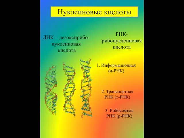 Нуклеиновые кислоты ДНК – дезоксирибо-нуклеиновая кислота РНК- рибонуклеиновая кислота 1. Информационная (и-РНК)