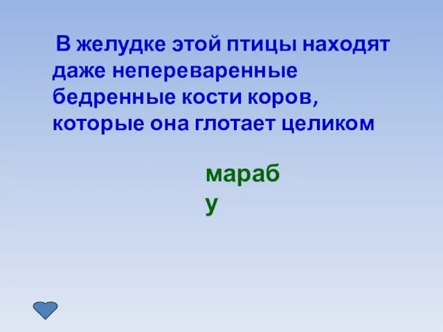 В желудке этой птицы находят даже непереваренные бедренные кости коров, которые она глотает целиком марабу