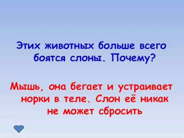 Этих животных больше всего боятся слоны. Почему? Мышь, она бегает и устраивает