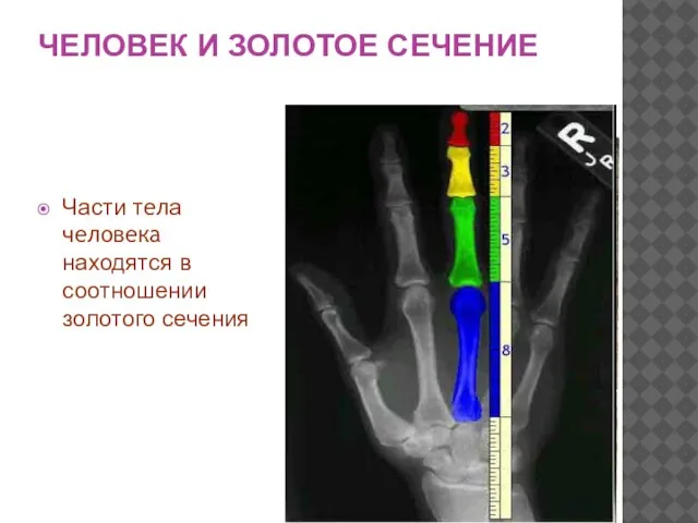 ЧЕЛОВЕК И ЗОЛОТОЕ СЕЧЕНИЕ Части тела человека находятся в соотношении золотого сечения