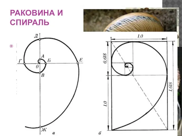 РАКОВИНА И СПИРАЛЬ Раковина в форме спирали - форма раковины заинтересовала Архимеда