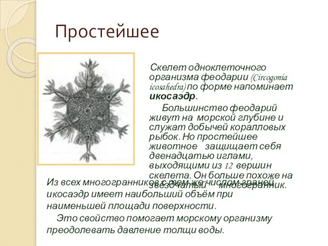 Простейшее Скелет одноклеточного организма феодарии (Circogonia icosahedra) по форме напоминает икосаэдр. Большинство