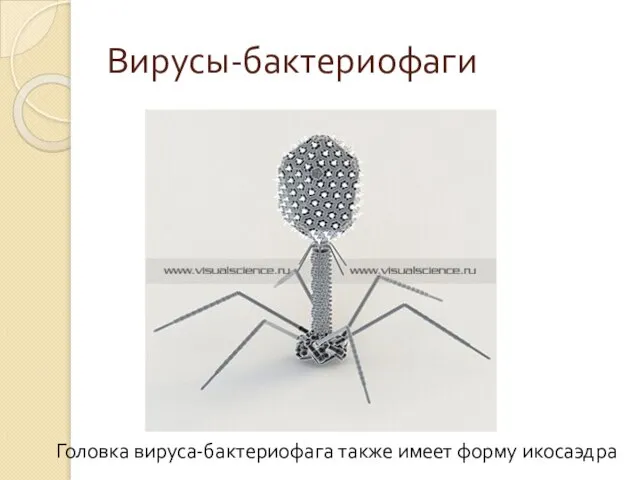 Вирусы-бактериофаги Головка вируса-бактериофага также имеет форму икосаэдра