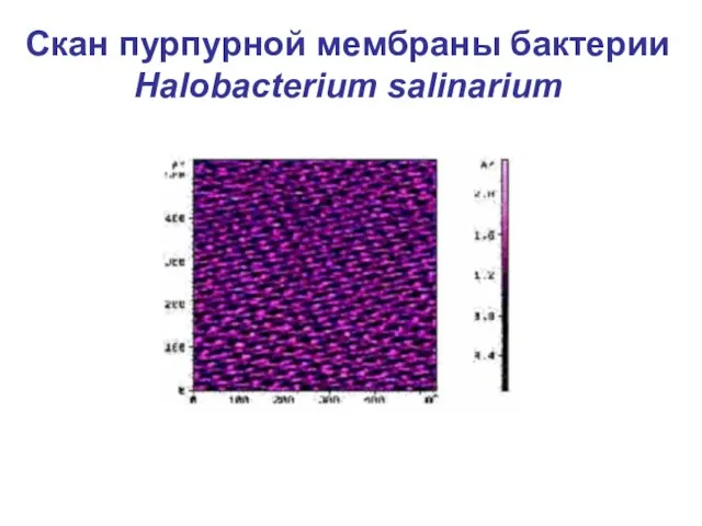 Скан пурпурной мембраны бактерии Halobacterium salinarium