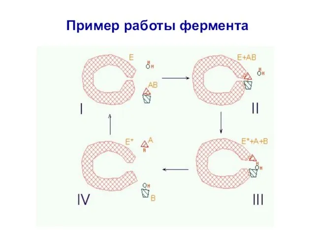 Пример работы фермента