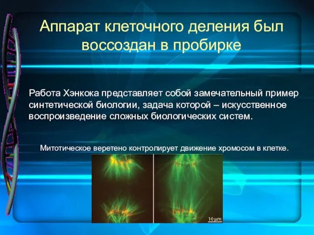 Аппарат клеточного деления был воссоздан в пробирке Митотическое веретено контролирует движение хромосом