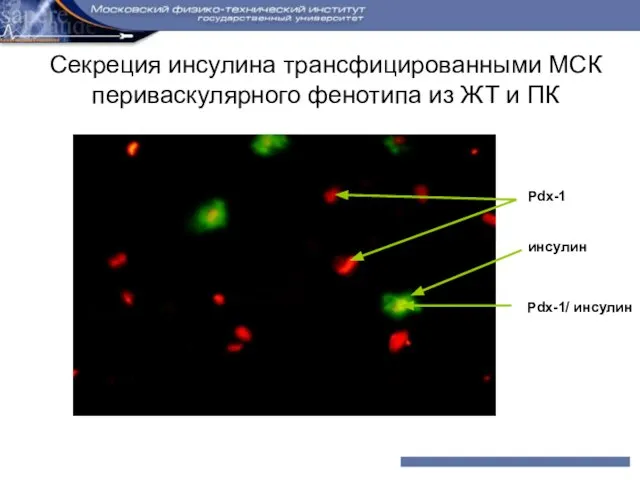 Секреция инсулина трансфицированными МСК периваскулярного фенотипа из ЖТ и ПК Pdx-1 инсулин Pdx-1/ инсулин