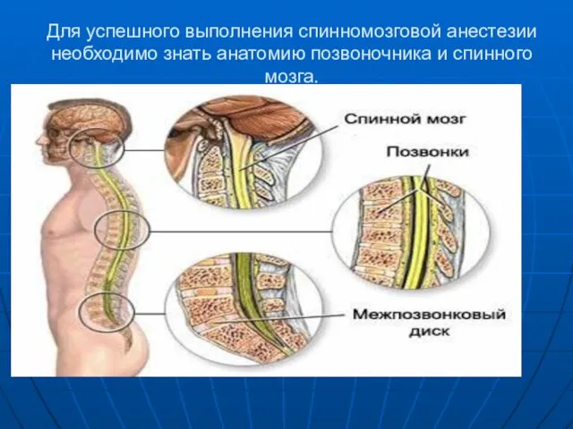 Для успешного выполнения спинномозговой анестезии необходимо знать анатомию позвоночника и спинного мозга.