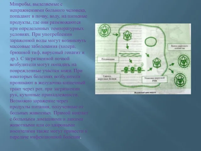 Микробы, выделяемые с испражнениями больного человека, попадают в почву, воду, на пищевые