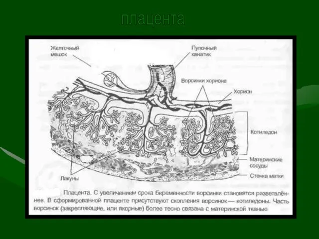 плацента