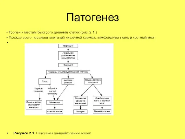 Патогенез • Тропен к местам быстрого деления клеток (рис. 2.1.) • Прежде