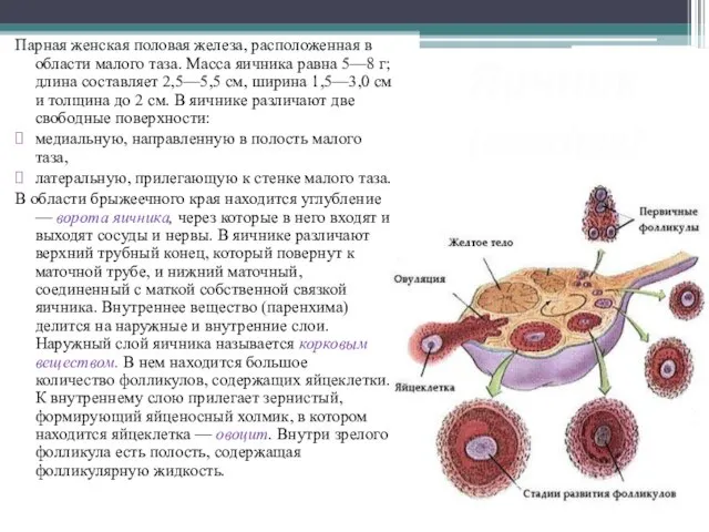 Яичник (ovarium) Парная женская половая железа, расположенная в области малого таза. Масса