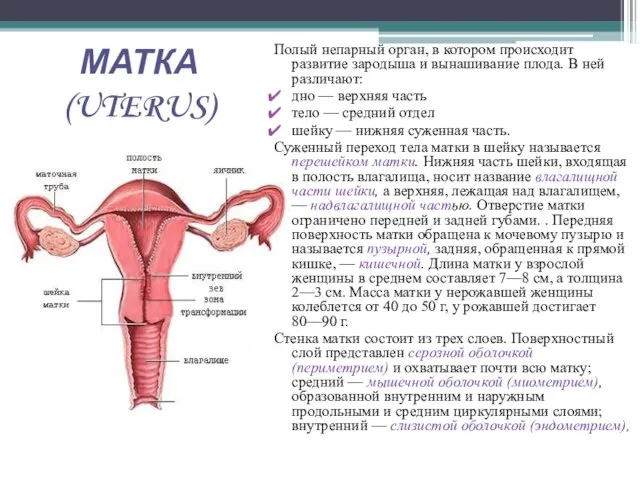 МАТКА (UTERUS) Полый непарный орган, в котором происходит развитие зародыша и вынашивание