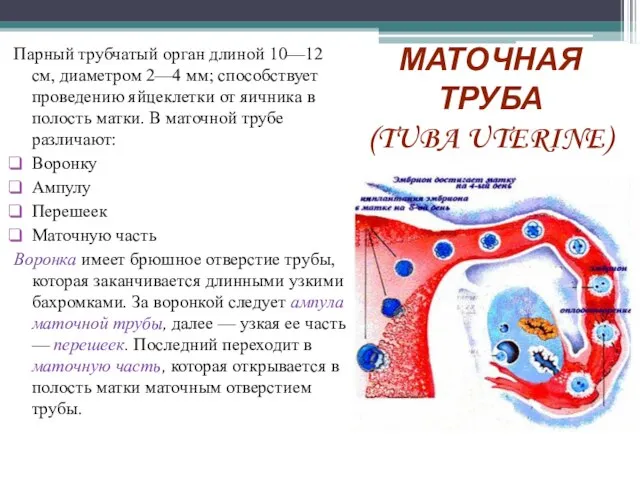 МАТОЧНАЯ ТРУБА (TUBA UTERINE) Парный трубчатый орган длиной 10—12 см, диаметром 2—4