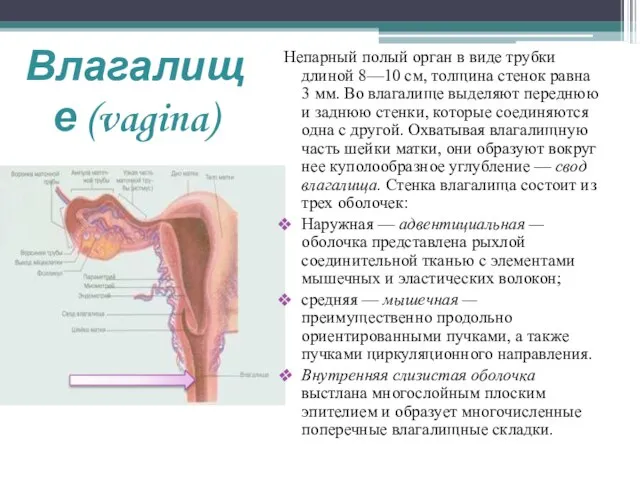 Влагалище (vagina) Непарный полый орган в виде трубки длиной 8—10 см, толщина