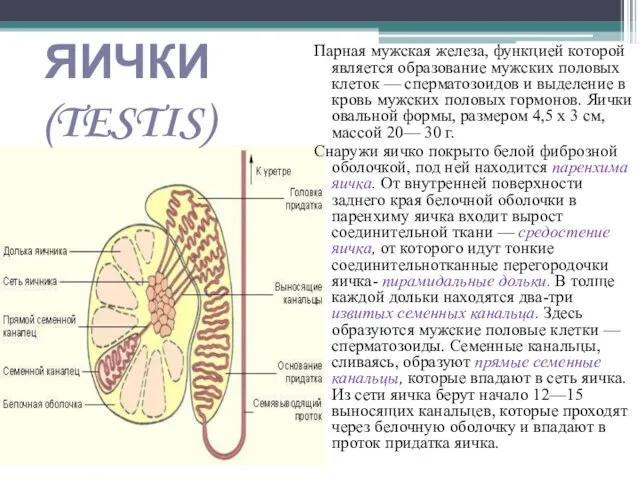 ЯИЧКИ (TESTIS) Парная мужская железа, функцией которой является образование мужских половых клеток