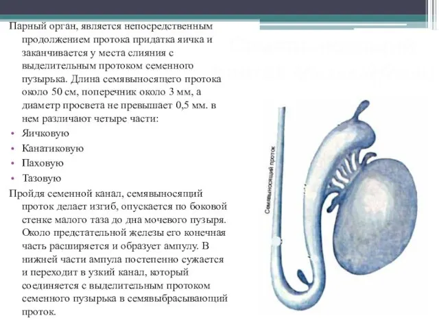 Семявыносящий проток (ductus deferens) Парный орган, является непосредственным продолжением протока придатка яичка